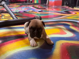 French Bulldog dogs French Bulldog Puppy 2 - Ad 8
