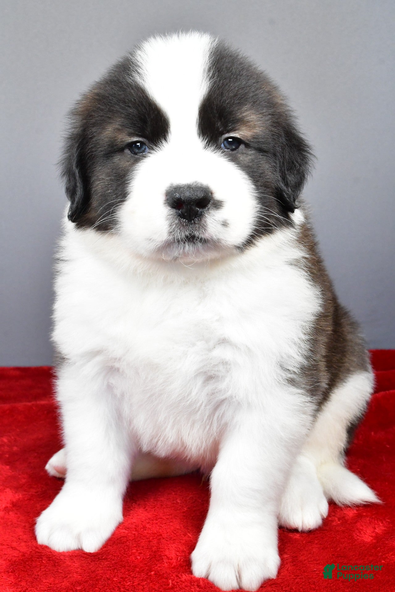 Saint Bernard dogs forest - Ad 9