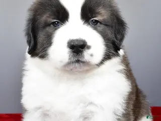 Saint Bernard dogs forest - Ad 9