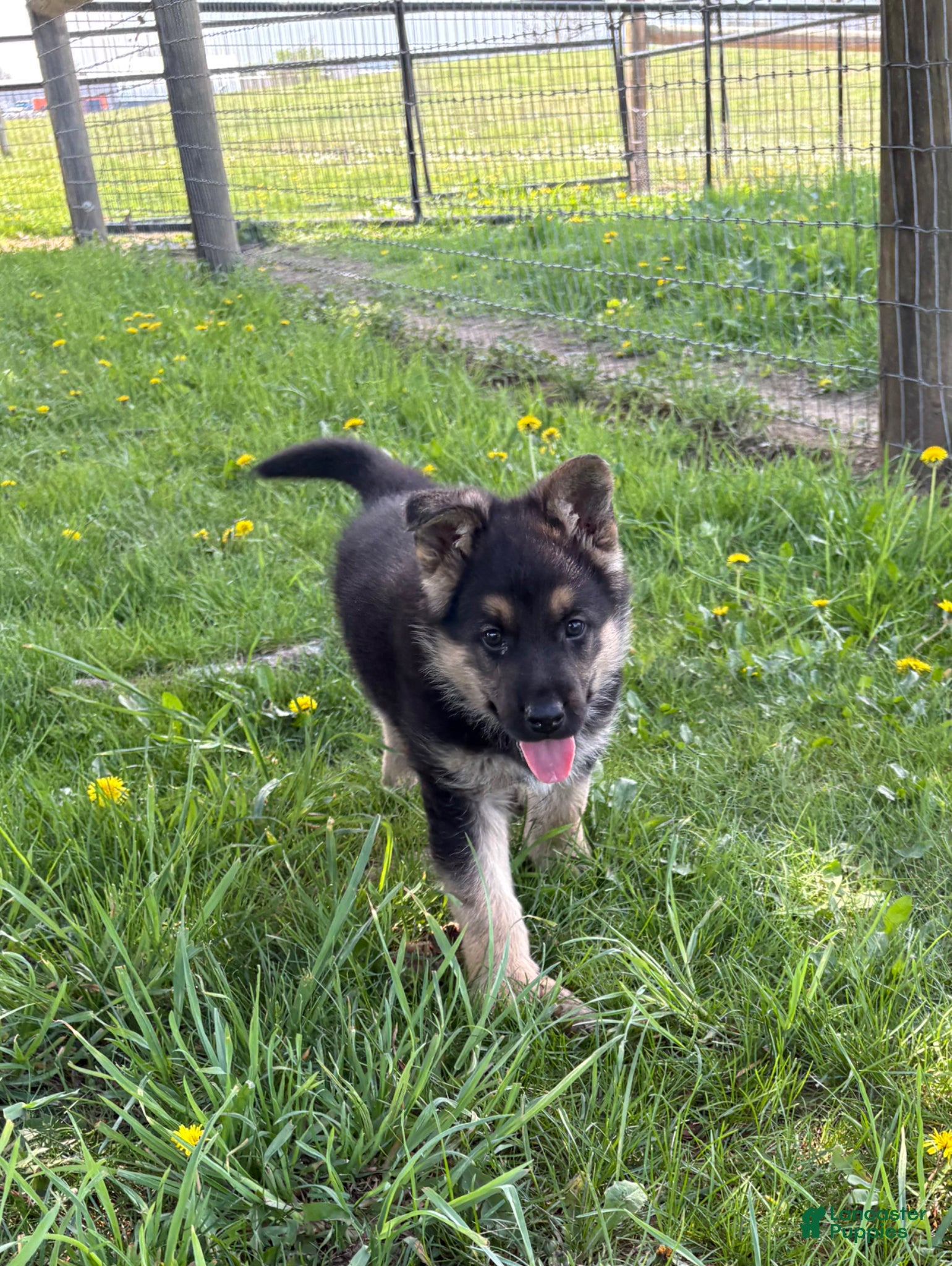 German Shepherd dogs German Shepherd Puppy 1 - Ad 1