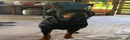 Rottweiler dogs for sale: Rottweiler 1 - Ad 2