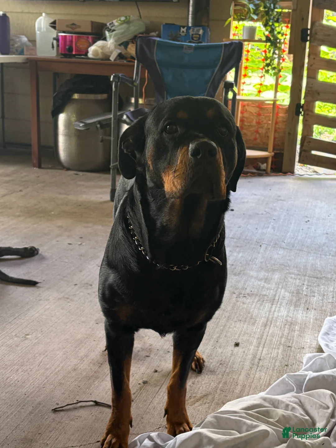 Rottweiler dogs for sale: Rottweiler 1 - Ad 2