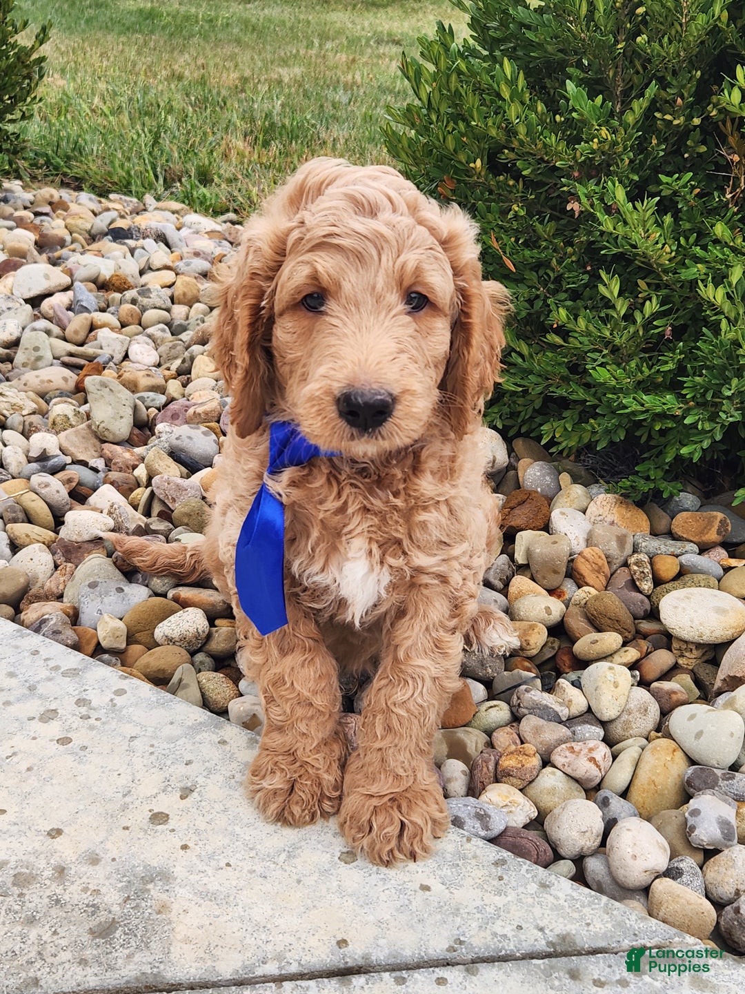 Goldendoodle dogs for sale: Daisy - Ad 21
