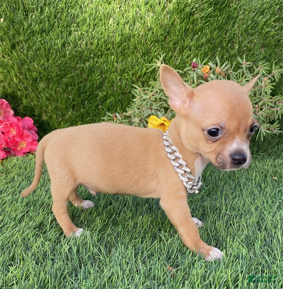 Chihuahua dogs Chihuahua Puppy 2 - Ad 17