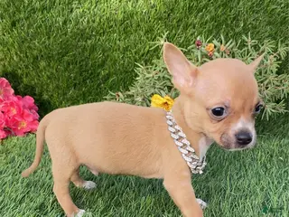 Chihuahua dogs Chihuahua Puppy 2 - Ad 17