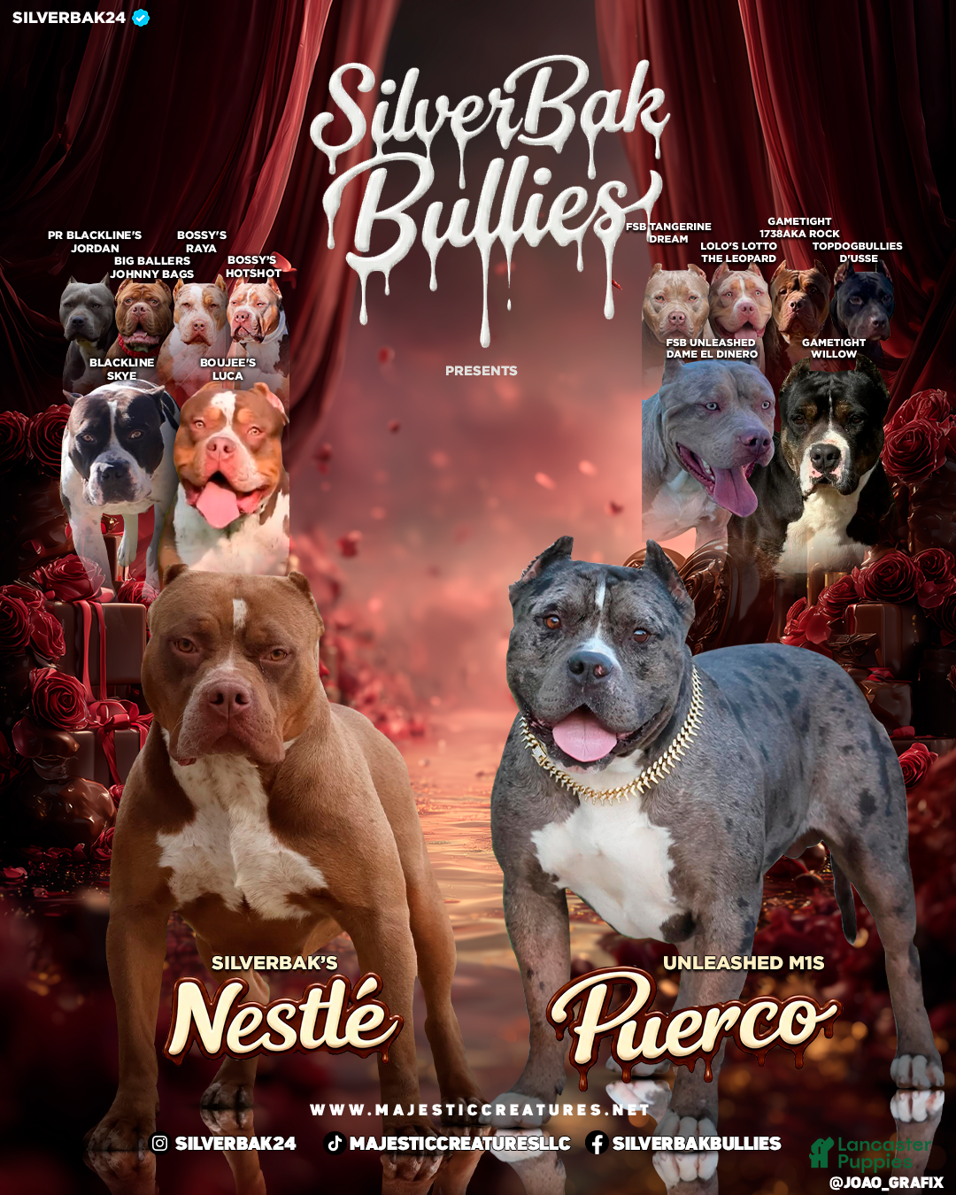 American Bully dogs Amora - Ad 2