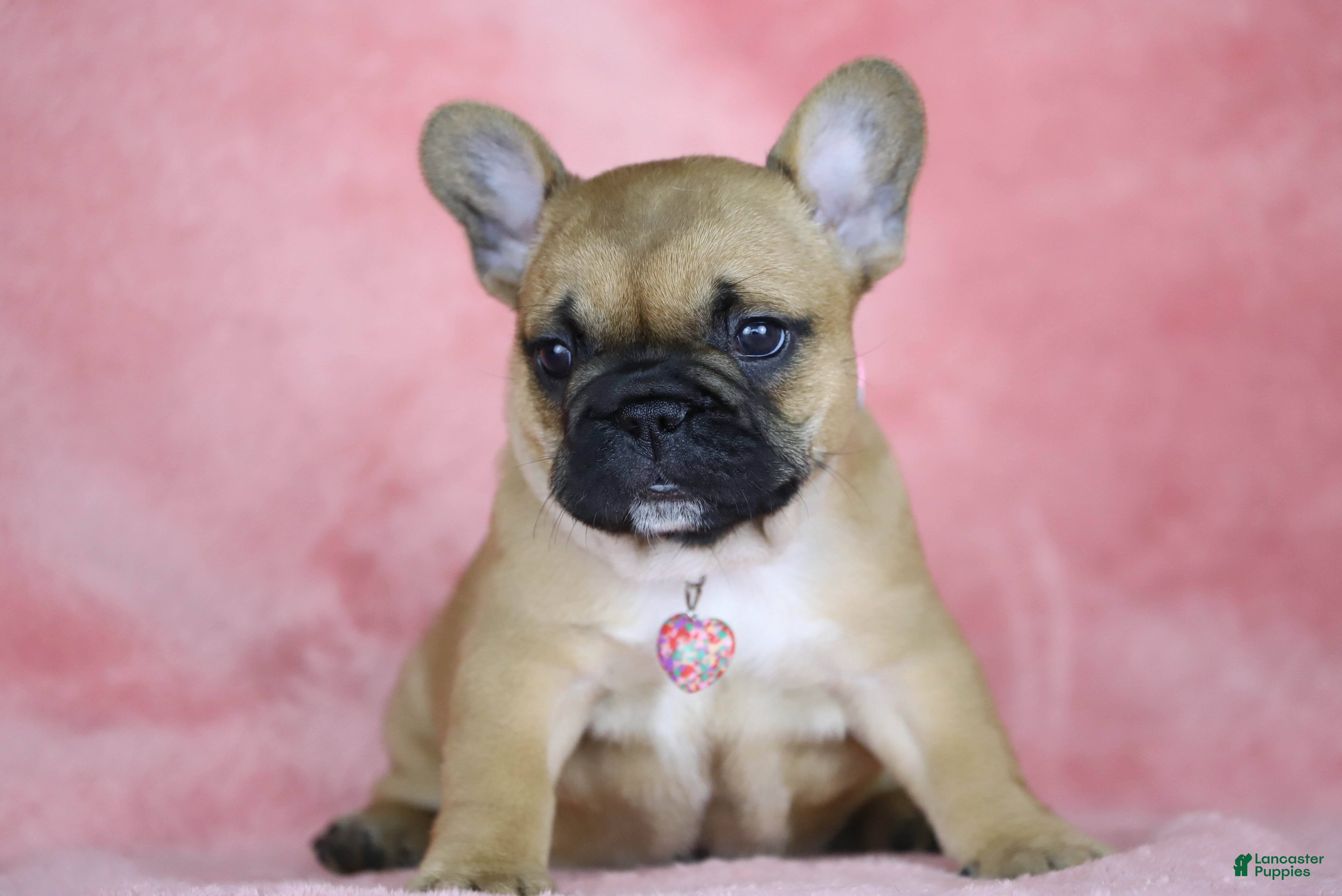 French Bulldog dogs Amber - Ad 1