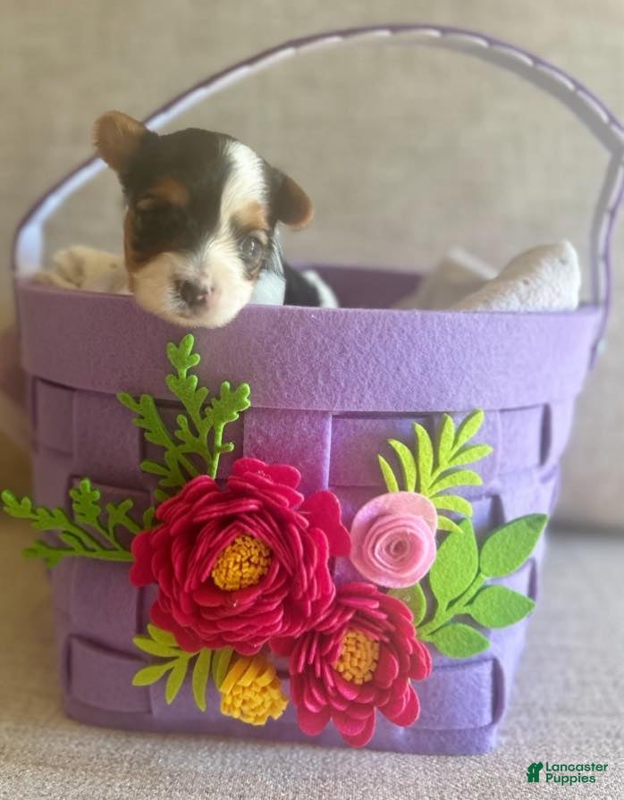 Biewer Terrier dogs Biewer Terrier Puppy 3 - Ad 1