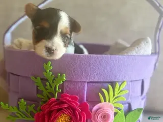 Biewer Terrier dogs for sale: Biewer Terrier Puppy 3 - Ad 3