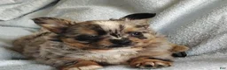 Pomchi dogs for sale: Boots - Ad 3