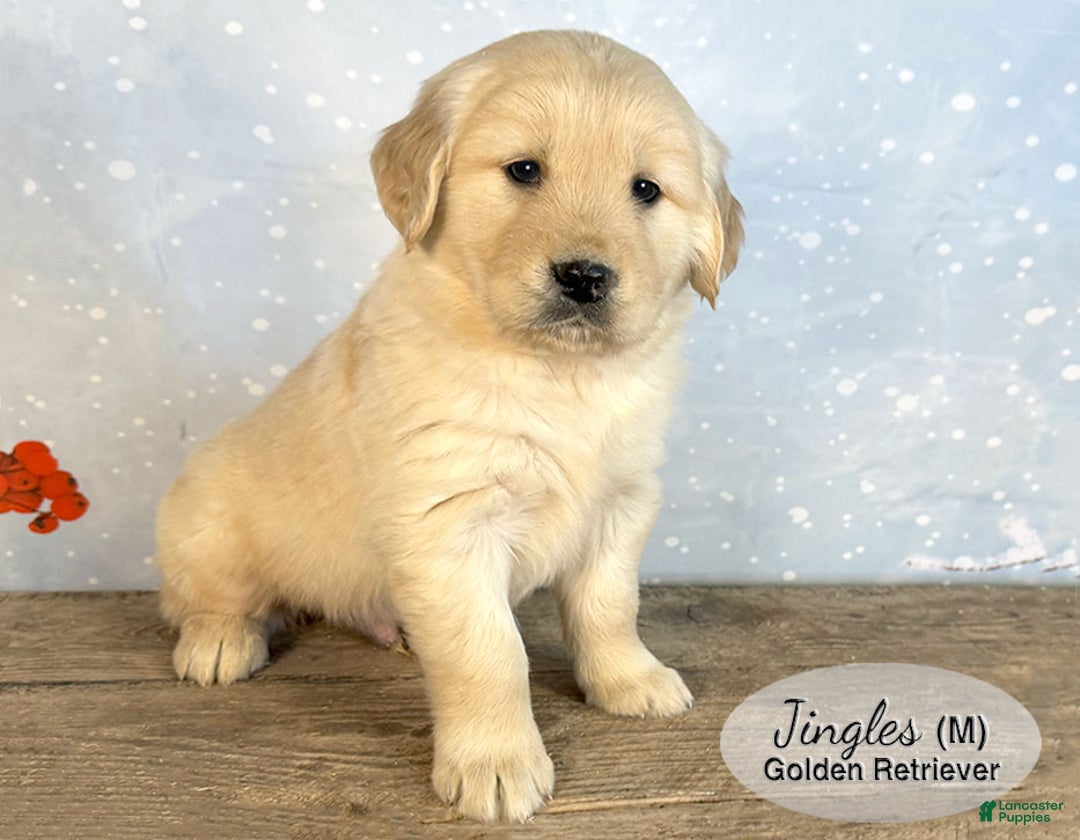Golden Retriever dogs for sale: Jingles - Ad 3