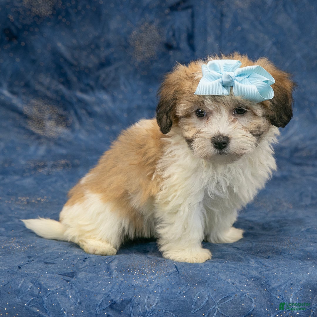 Havapoo dogs for sale: Willow - Ad 4