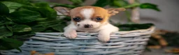 Chihuahua dogs for sale: Reeses - Ad 5