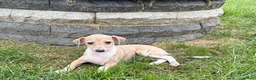 Italian Greyhound dogs for sale: Italian Greyhound female 2 fawn and white  - Ad 4