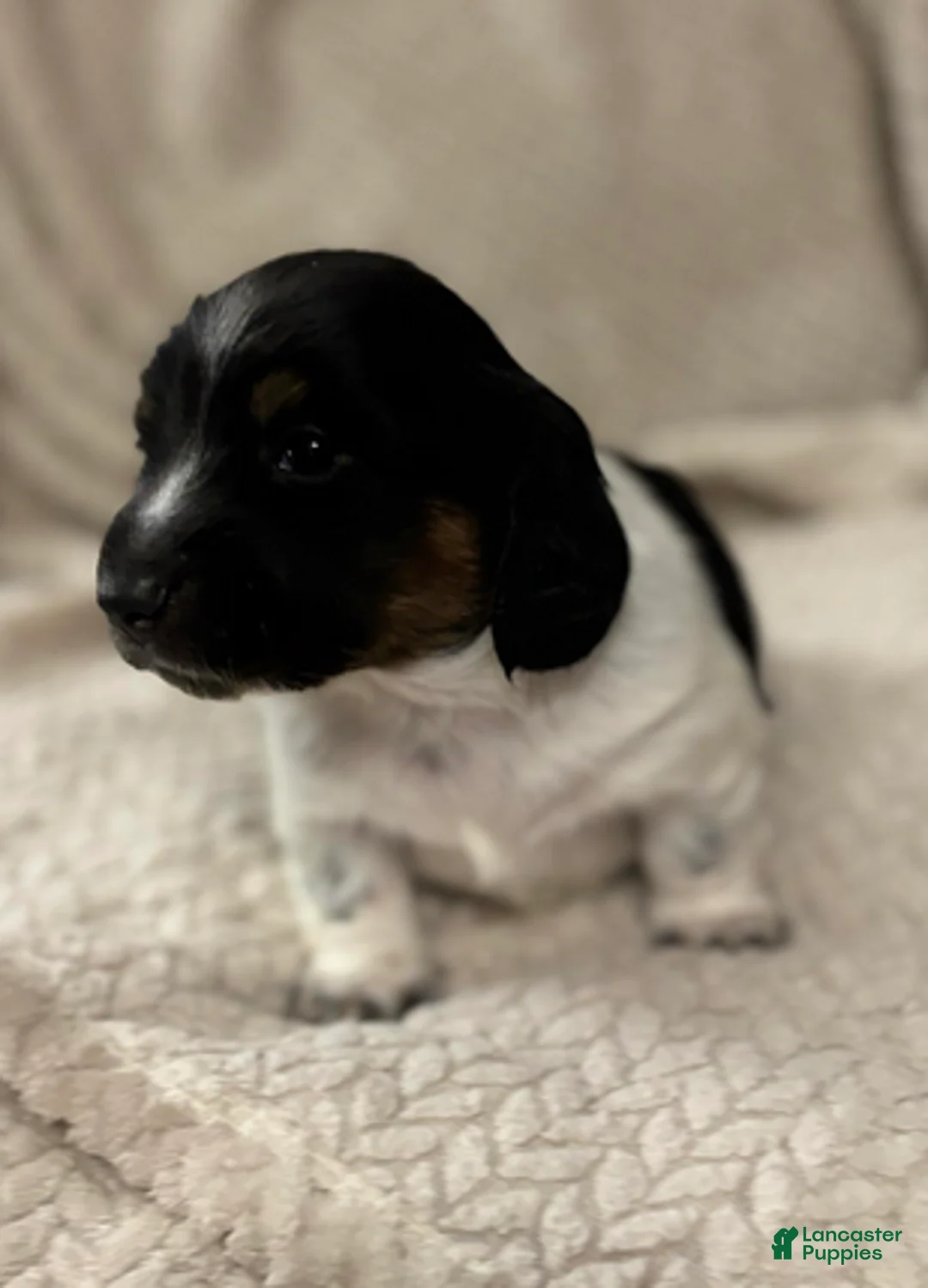 Dachshund dogs for sale: Black n white male - Ad 4