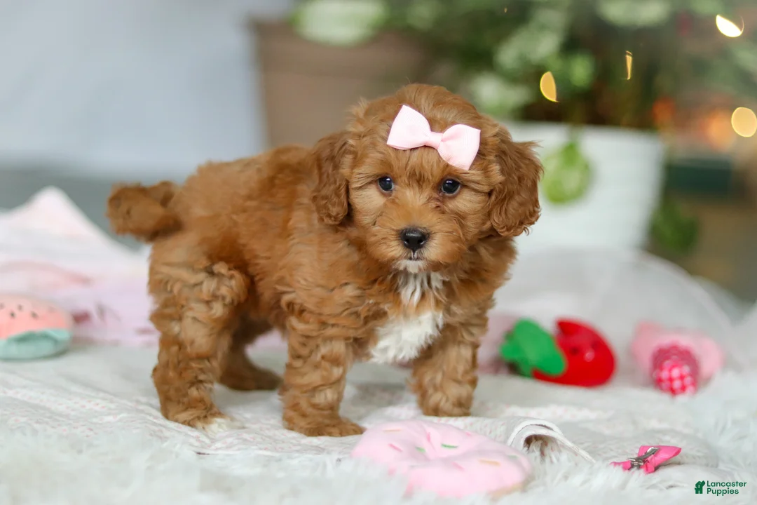 Cavapoo dogs for sale: Maggie - Ad 5