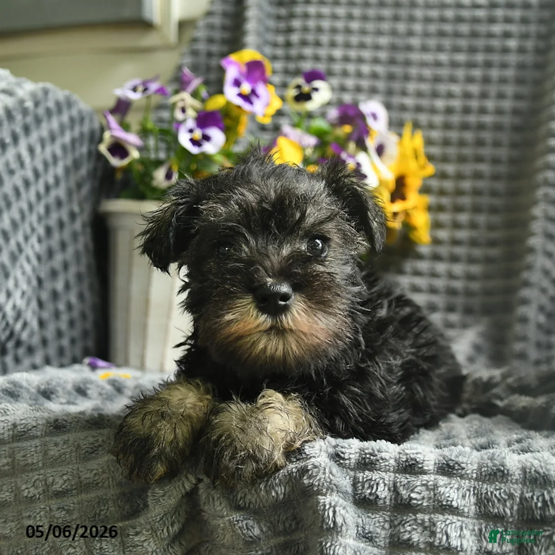 Miniature Schnauzer dogs for sale: Jojo  - Ad 3