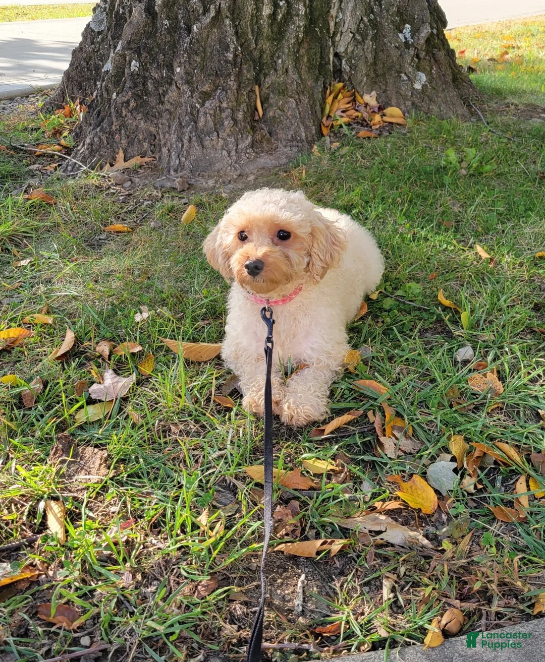 Toy Poodle dogs for sale: Preston - Ad 12