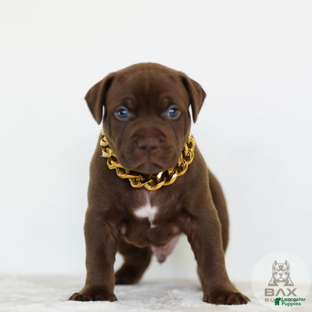 American Bully dogs American Bully 8 - Ad 2