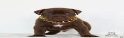 American Bully dogs for sale: American Bully 8 - Ad 2