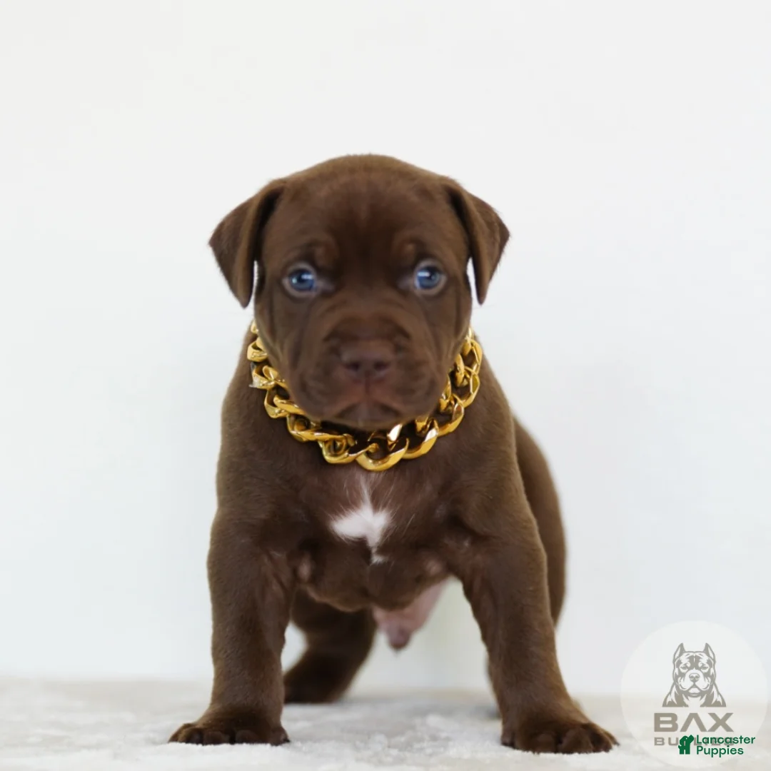 American Bully dogs for sale: American Bully 8 - Ad 2