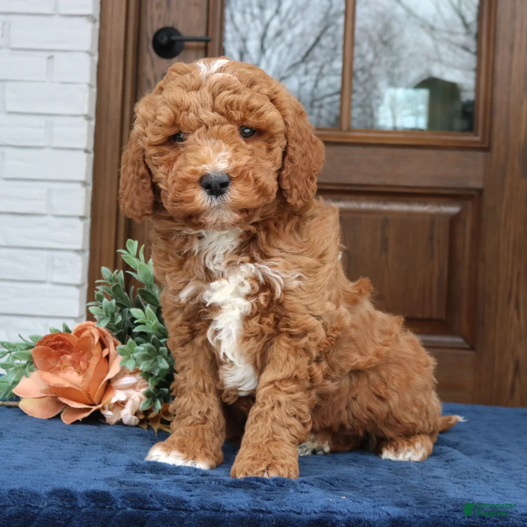 Mini Goldendoodle dogs for sale: Blake  - Ad 1