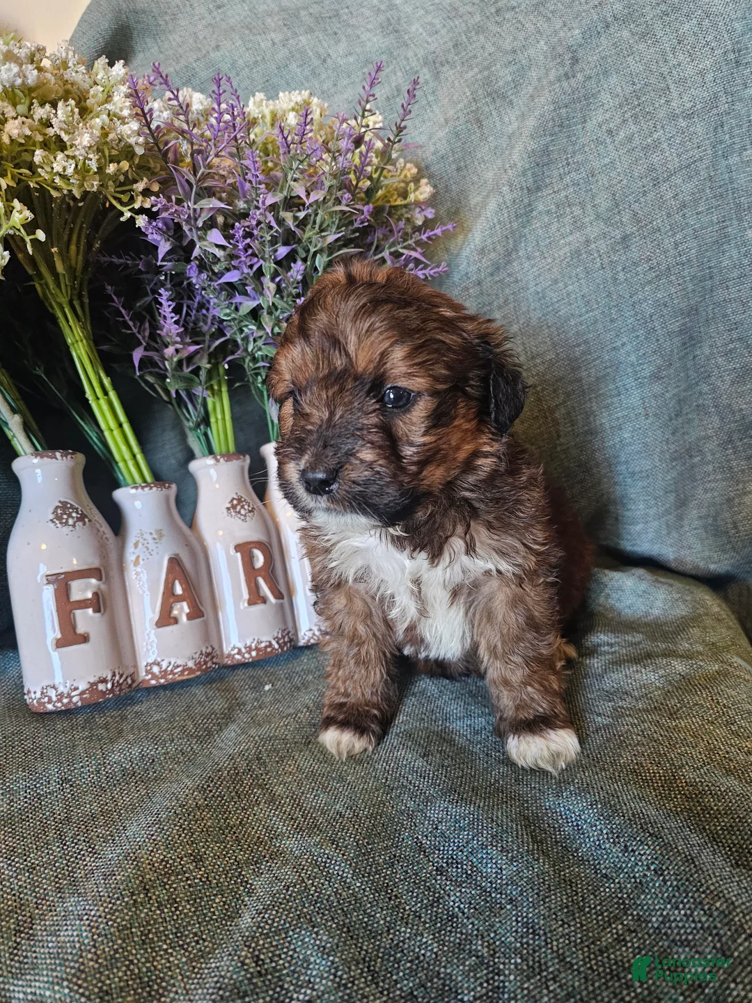 Mixed Breed dogs for sale: Jasmine. - Ad 4