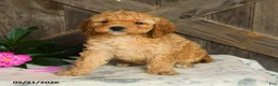Mini Goldendoodle dogs for sale: Jalisa - Ad 3