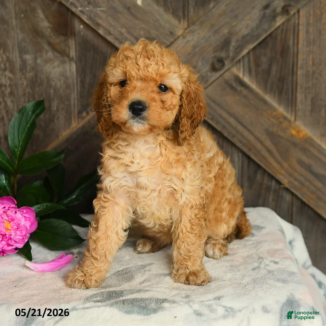 Mini Goldendoodle dogs for sale: Jalisa - Ad 3
