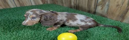 Miniature Dachshund dogs for sale: Sweetie Boy 3 - Ad 3