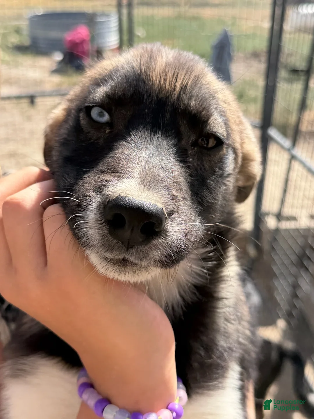 Mixed Breed dogs for sale: Girl 1 - Ad 1