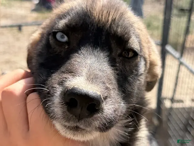 Mixed Breed dogs for sale: Girl 1 - Ad 28