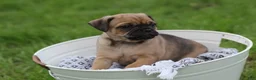 Jug dogs for sale: Goose - Ad 4