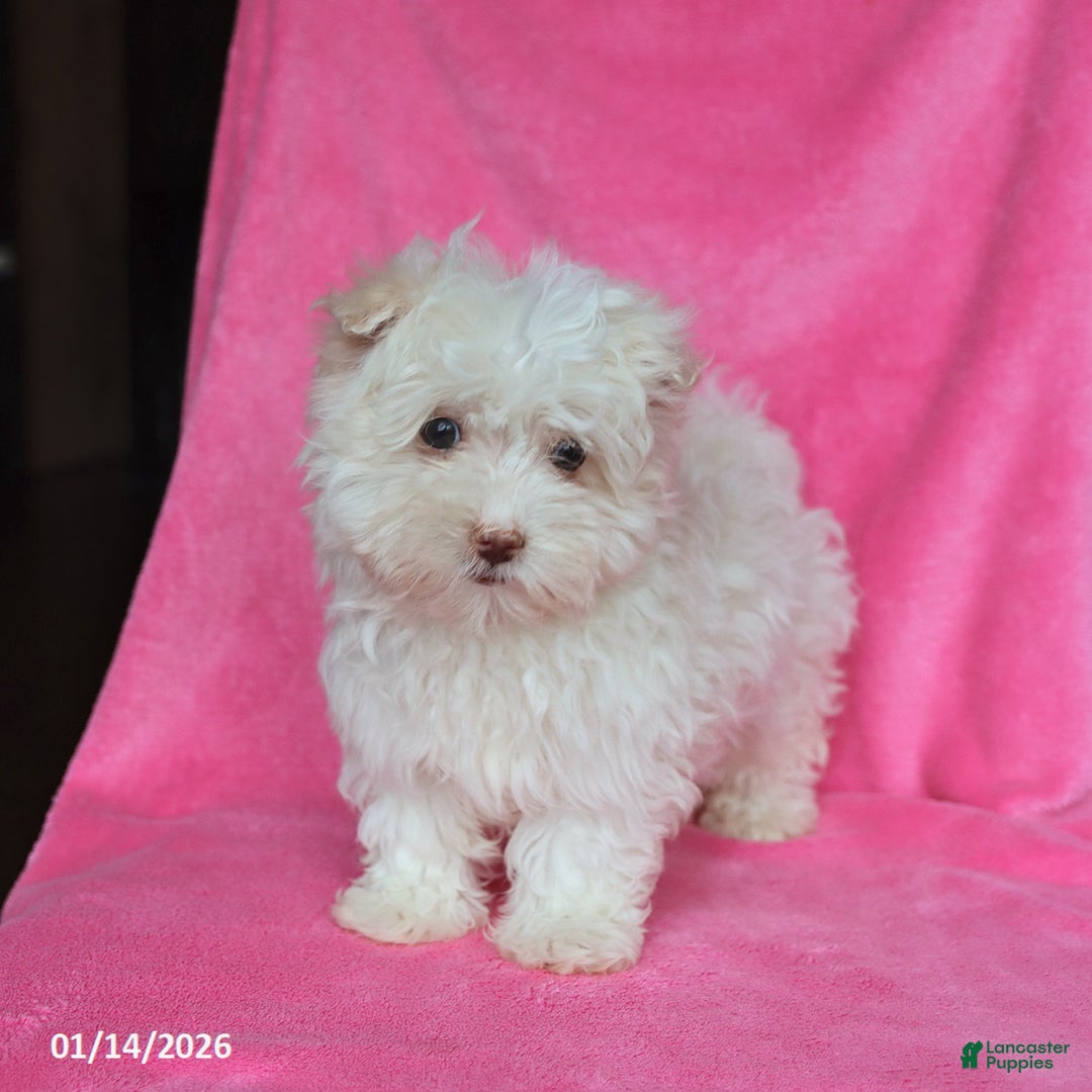 Maltese dogs for sale: Percy - Ad 5