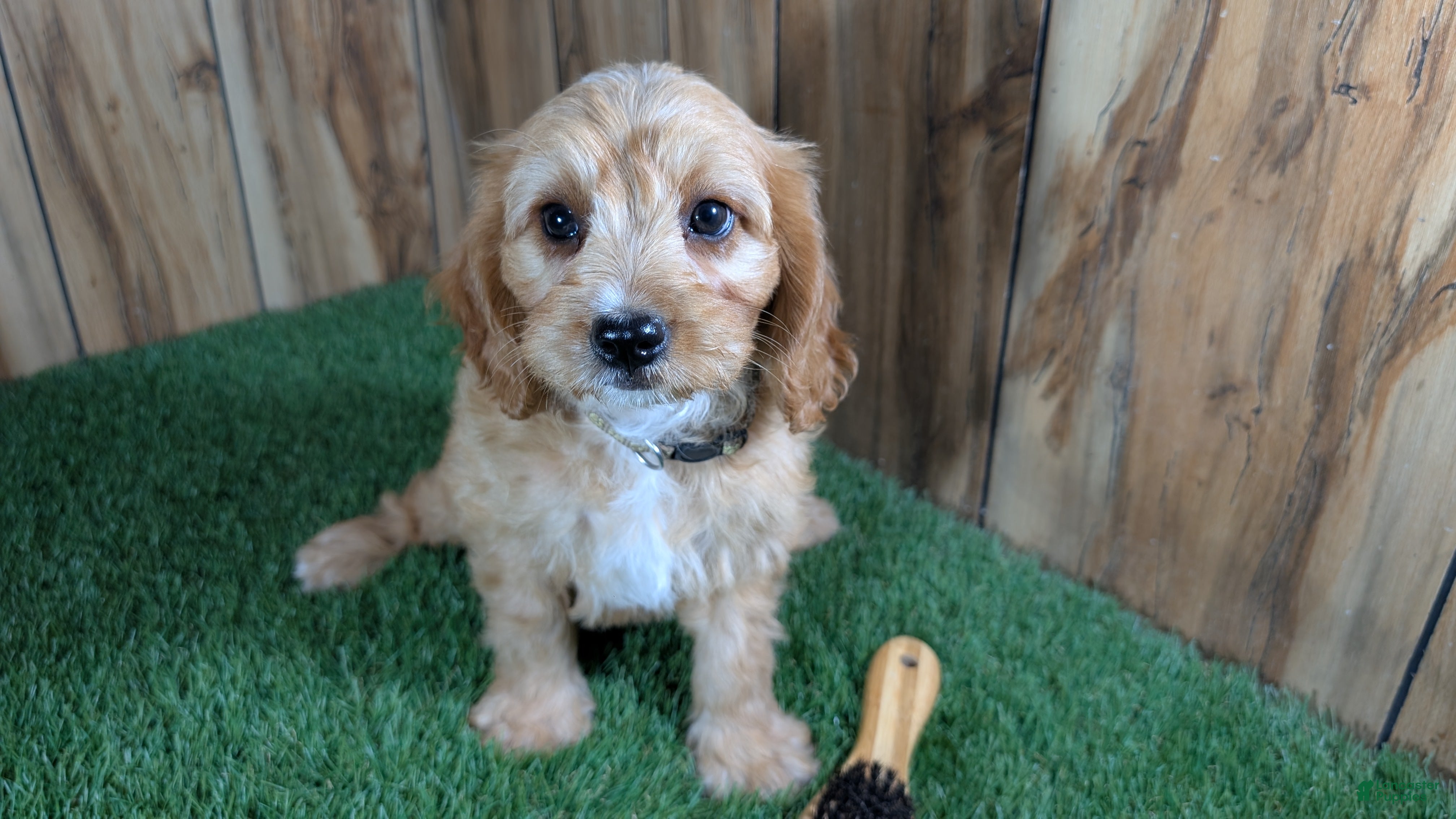Cavapoo dogs Jazzy Boy 5 - Ad 1