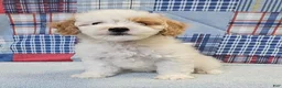 Mini Goldendoodle dogs for sale: Mini Goldendoodle white male  - Ad 6