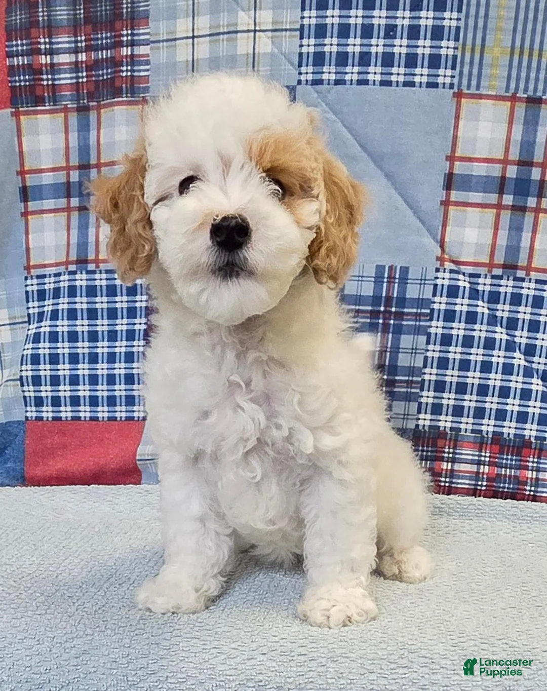 Mini Goldendoodle dogs for sale: Mini Goldendoodle white male  - Ad 6