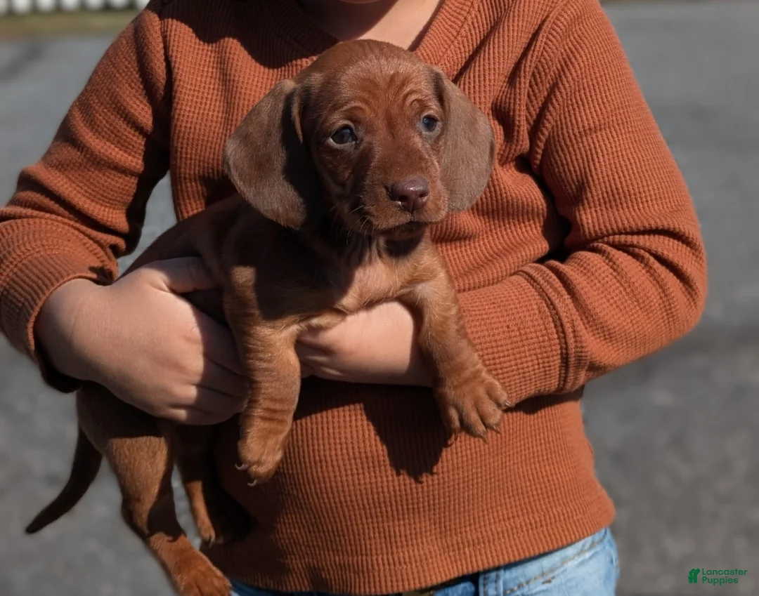 Miniature Dachshund dogs for sale: Tom - Ad 1
