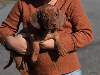 Miniature Dachshund dogs for sale: Tom - Ad 4