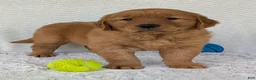 Golden Retriever dogs for sale: Gunner - Ad 2