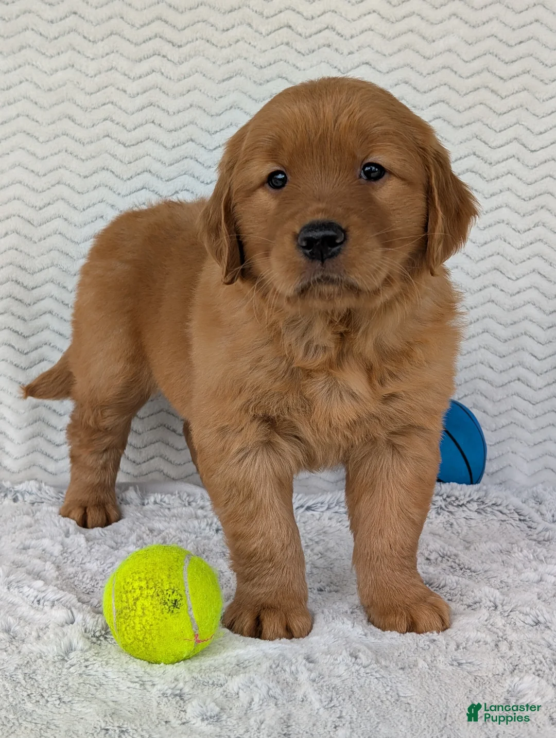 Golden Retriever dogs for sale: Gunner - Ad 2