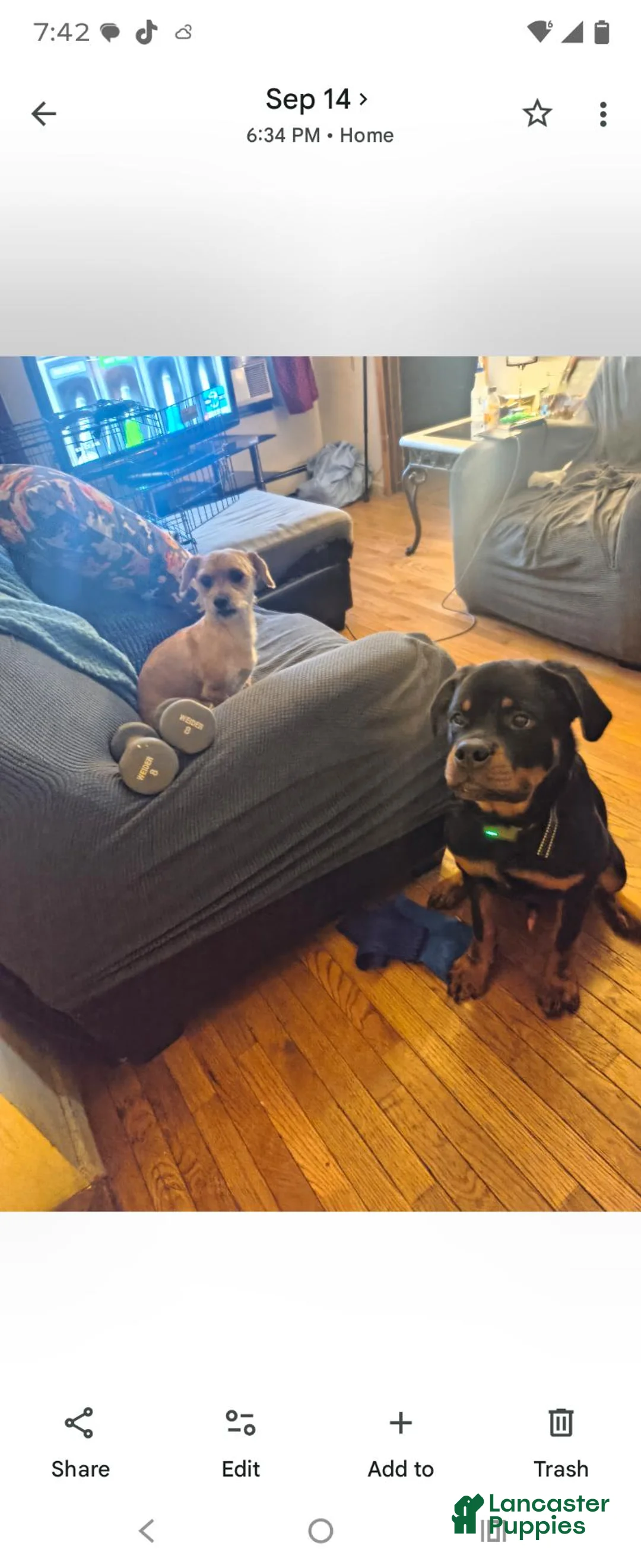 Rottweiler dogs for sale: Rottweiler 1 - Ad 5