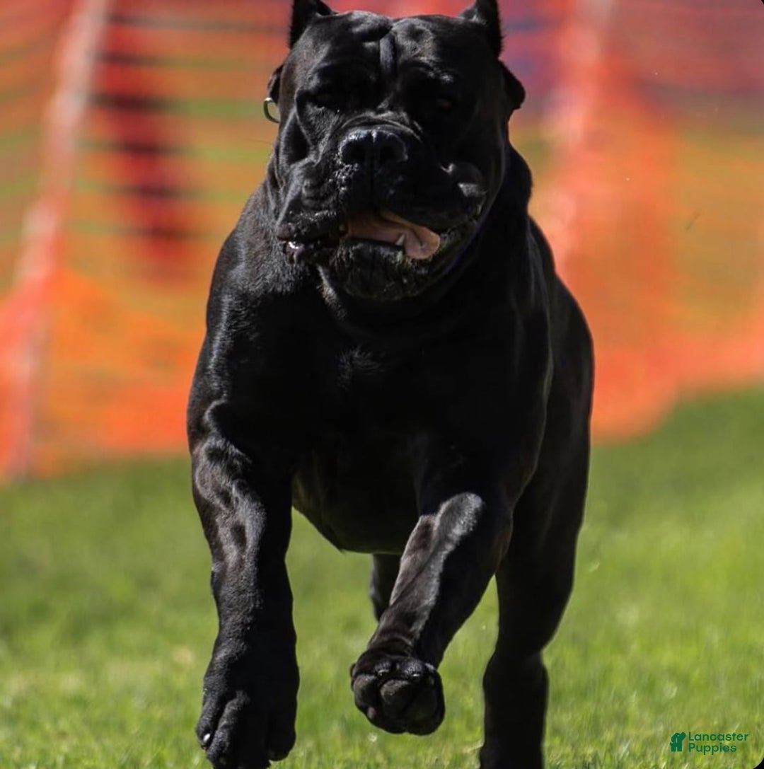 Cane Corso dogs for stud: Diesel  - Ad 2