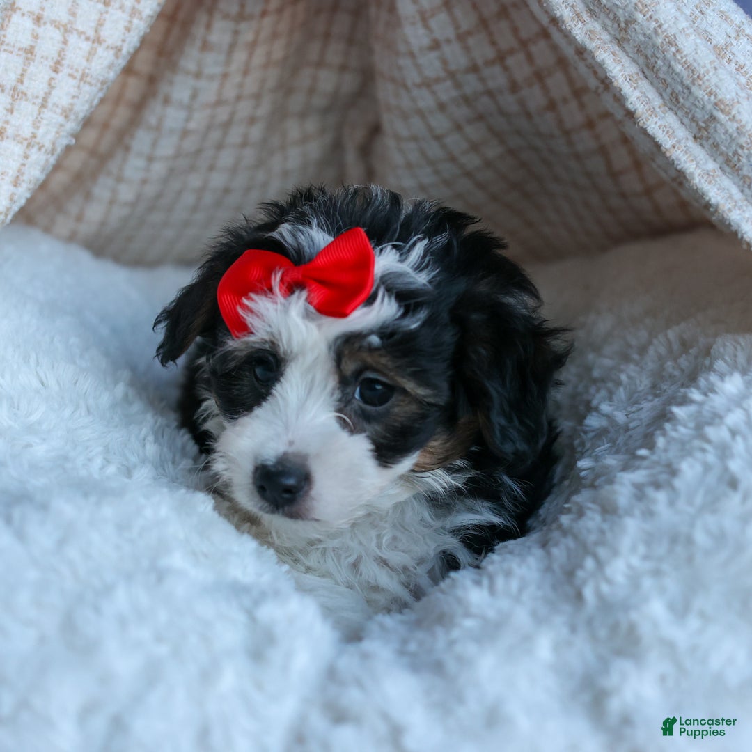 Mini Aussiedoodle dogs for sale: LEE - Ad 11