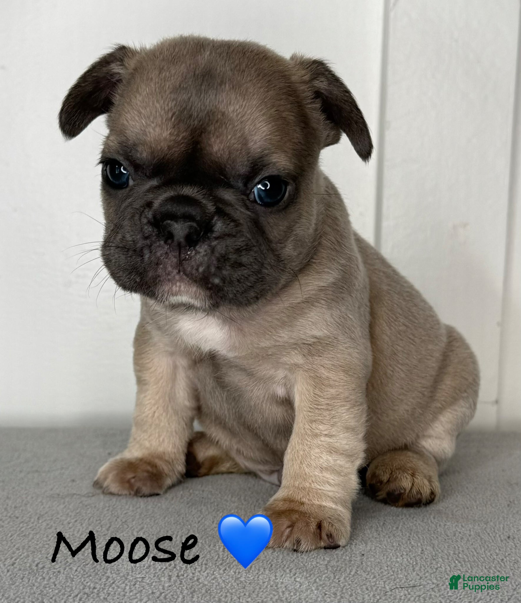 French Bulldog dogs Moose - Male French Bulldog Puppy  - Ad 14