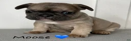 French Bulldog dogs for sale: Moose - Male French Bulldog Puppy  - Ad 1