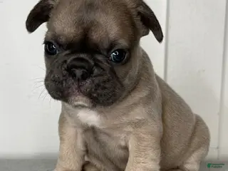 French Bulldog dogs Moose - Male French Bulldog Puppy - Ad 38