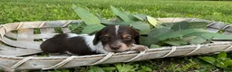 Miniature Dachshund dogs for sale: Princess - Elegant AKC Long-Haired Chocolate & White Piebald - Ad 9