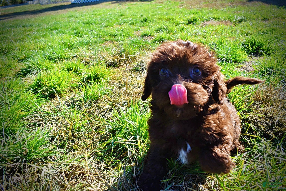 Havapoo dogs for sale: Itsy - Ad 19