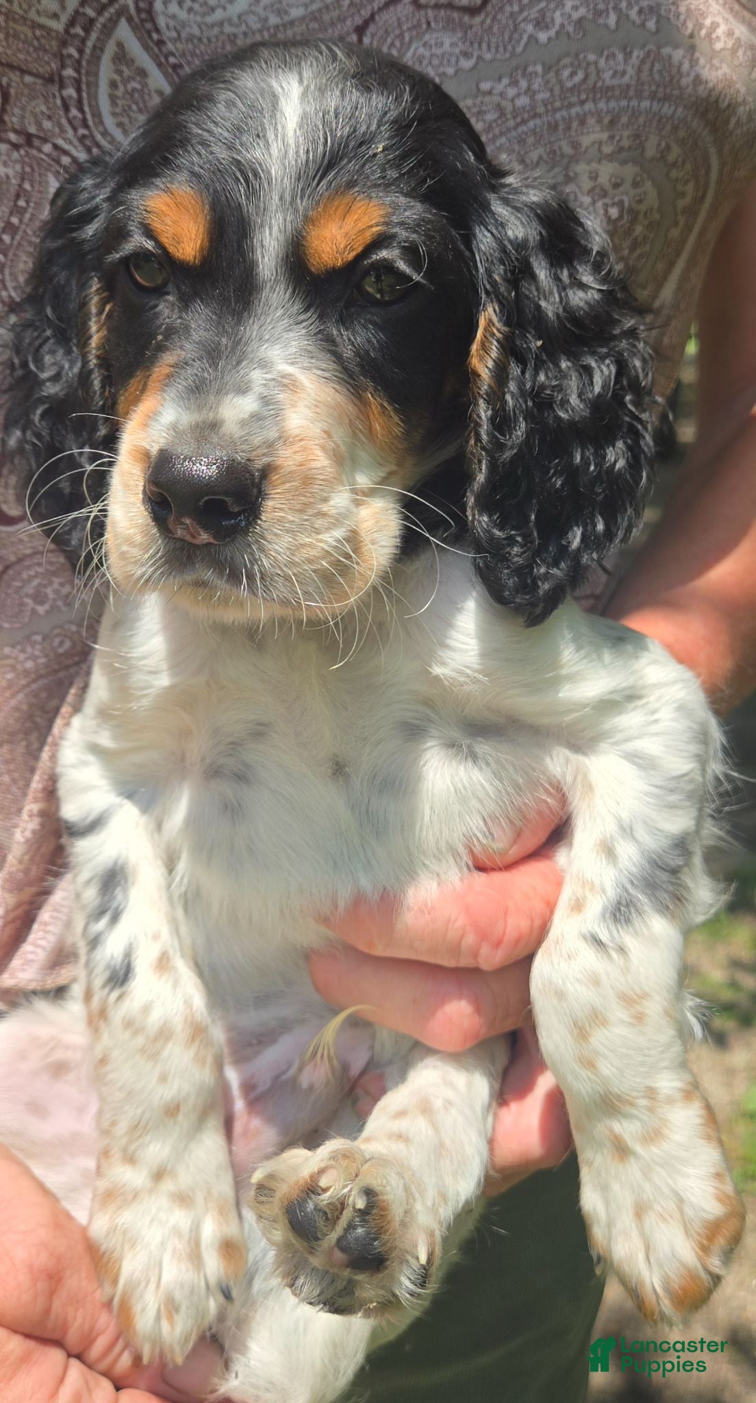English Setter dogs English Setter 2 - Ad 10